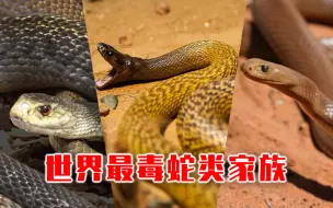 地球上最毒的蛇曾经只是一个没人知道的穷D丝？它是如何逆袭成世界毒王的？