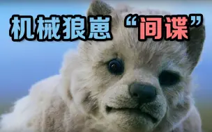 BBC用机器狼崽混入狼群拍纪录片