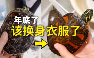 这龟也太给面子了，几年的破壳终于扔掉了