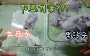 某叶家最近怎么出了一系列的奇葩事情呢????????