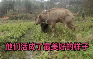 生活在别处的牛崽，活成了我们期待的最美好样子
