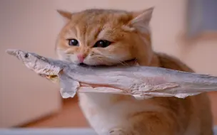 小猫咪喝鲨鱼汤，舔舔音也太治愈了吧～！