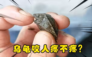 乌龟咬人疼不疼？给它咬一下就知道了！