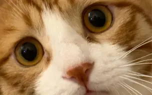 橘猫成长时