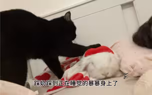 兔子揍猫的理由和过程