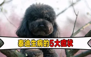 泰迪有这5大症状，很可能是它生病了