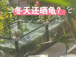 冬天还晒龟？这些龟也太不尊重冬天了吧！