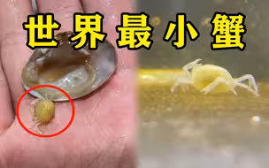 花蛤里开出一只世界上最小的螃蟹“豆蟹”竟然还是活的