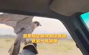 游隼狩猎！高空俯冲抓住猎物，犹如一枚导弹