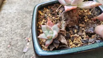 脆生生的枯叶与空空的心，谁更破？