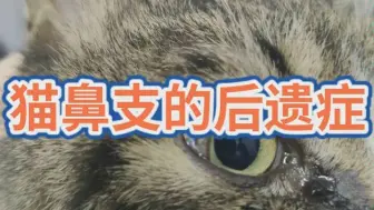 猫鼻支严重的后遗症