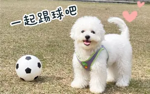 每只狗狗都是足球健将？