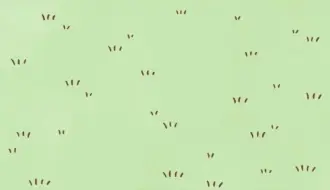 师傅我家吉伊好像被你。。创