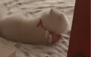 狗出反常必有妖