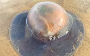 大风过后赶海，大庆随着潮水发现一只迷你小水母，还有紫色的海蜇